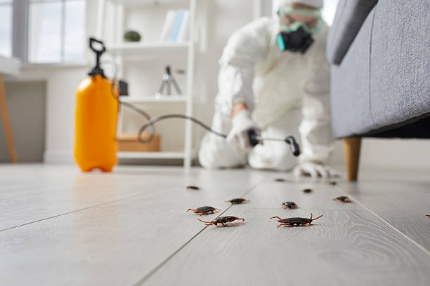 Post-Treatment Bed Bug Interceptor Monitoring in Las Lomas
